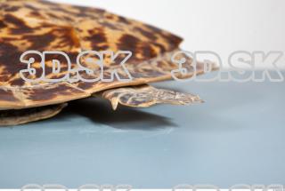 Turtle shield photo reference 0071